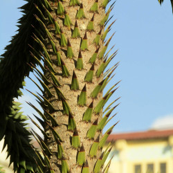 ARAUCARIA araucana - Désespoir du singe