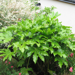 Fatsia japonica