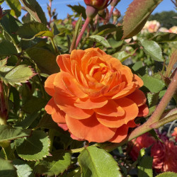 Rosa 'Don pacello' ®