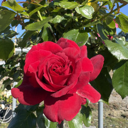 Rosa 'Le Roi de Coeur' ® - Rosier à grandes fleurs
