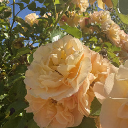 Rosa (pleureur) 'Xcellence de frontignan' ®