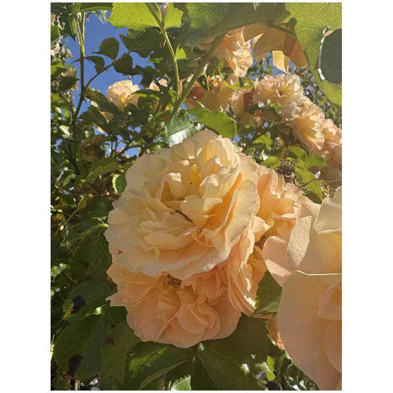 Rosa (pleureur) 'Xcellence de frontignan' ®