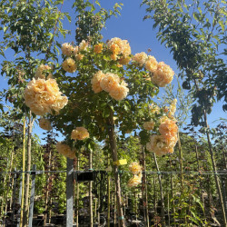 Rosa (pleureur) 'Xcellence de frontignan' ®