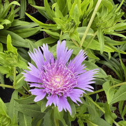 Stokesia laevis 'Klaus Jelitto'