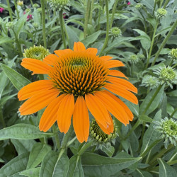 Echinacea  Artisan ® - ‘Yellow Ombre‘ - Échinacée