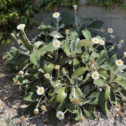 Pachystegia insignis 'Daizea ® Hardec' - Marguerite de Nouvelle-Zélande