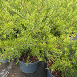 Grevillea juniperina 'Killer Frost'