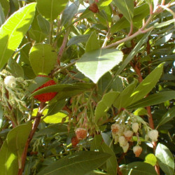 Arbutus unedo 