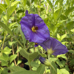 Solanum rantonnetii