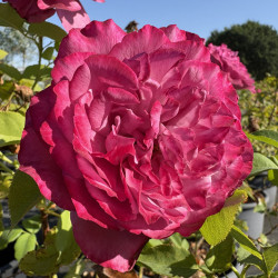 Rosa 'Claude brasseur' ®