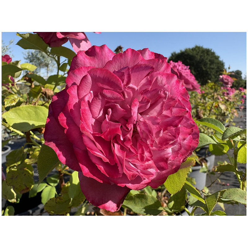 Rosa 'Claude brasseur' ®