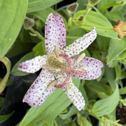 Tricyrtis hirta 'Pink Freckles'