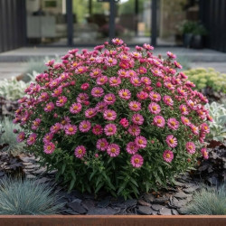Aster dumosus 'Alpha Pink'