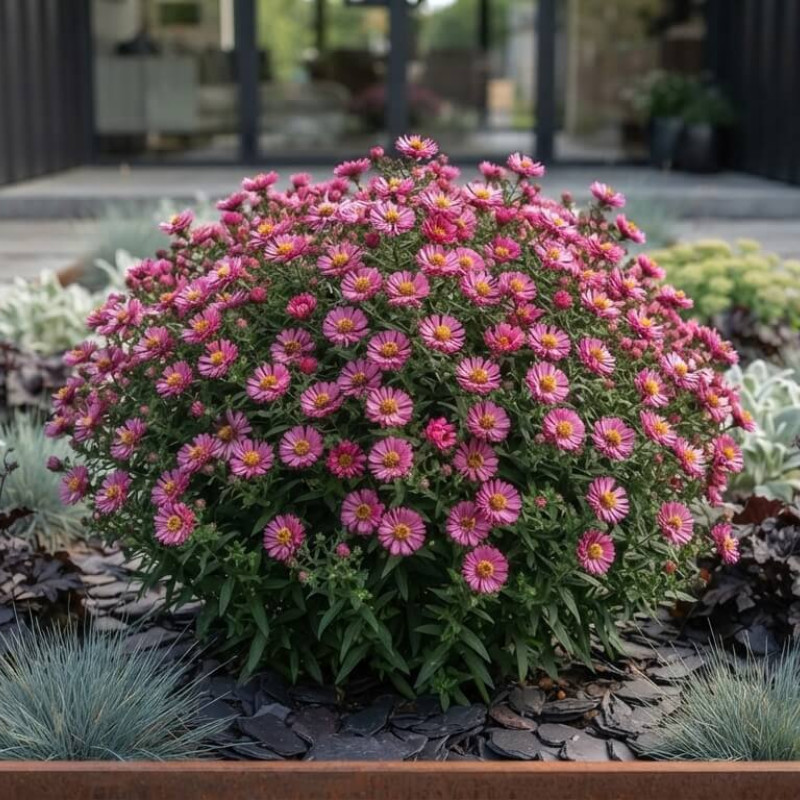 Aster dumosus 'Alpha Pink'