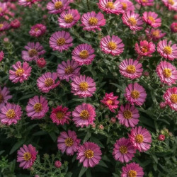 Aster dumosus 'Alpha Pink'