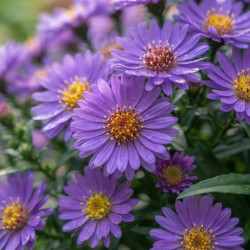 Aster dumosus 'Alpha Purple Rocket
