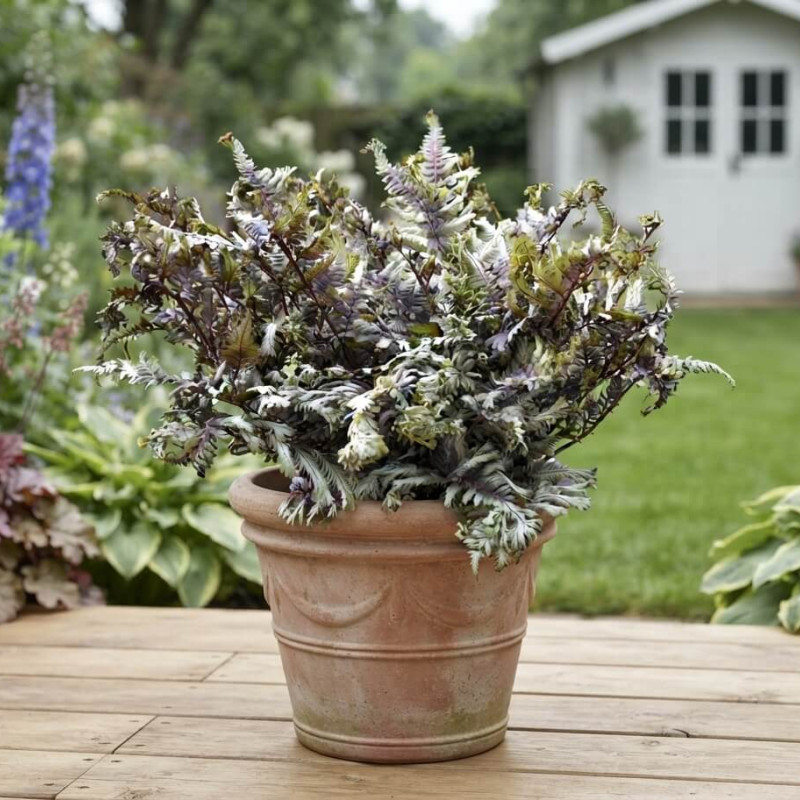 Athyrium niponicum ' Crested surf' - Fougère japonaise