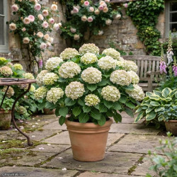 Hydrangea macrophylla 'Wudu' - Hortensia
