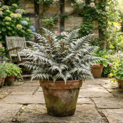 Athyrium niponicum 'Metallicum' - Fougère