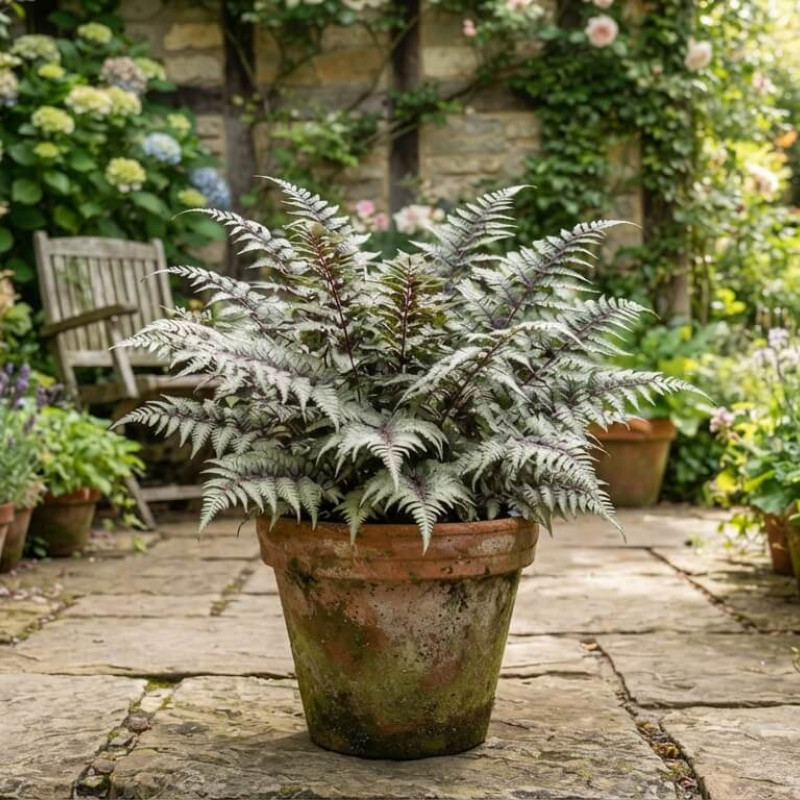 Athyrium niponicum 'Metallicum' - Fougère