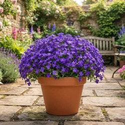 Aubrieta gracilis ' Kittie Blue ®' - Aubriète