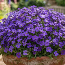 Aubrieta gracilis ' Kittie Blue ®' - Aubriète
