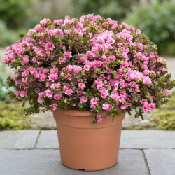 Azalea japonica 'Kirin' - Azalée japonaise
