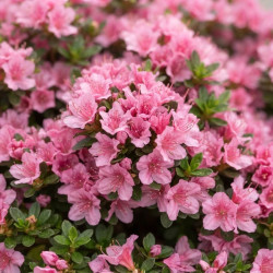 Azalea japonica 'Kirin' - Azalée japonaise