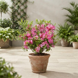 AZALEA mollis 'Fraseri' - Azalée