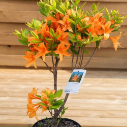 Azalea mollis 'Aurore'
