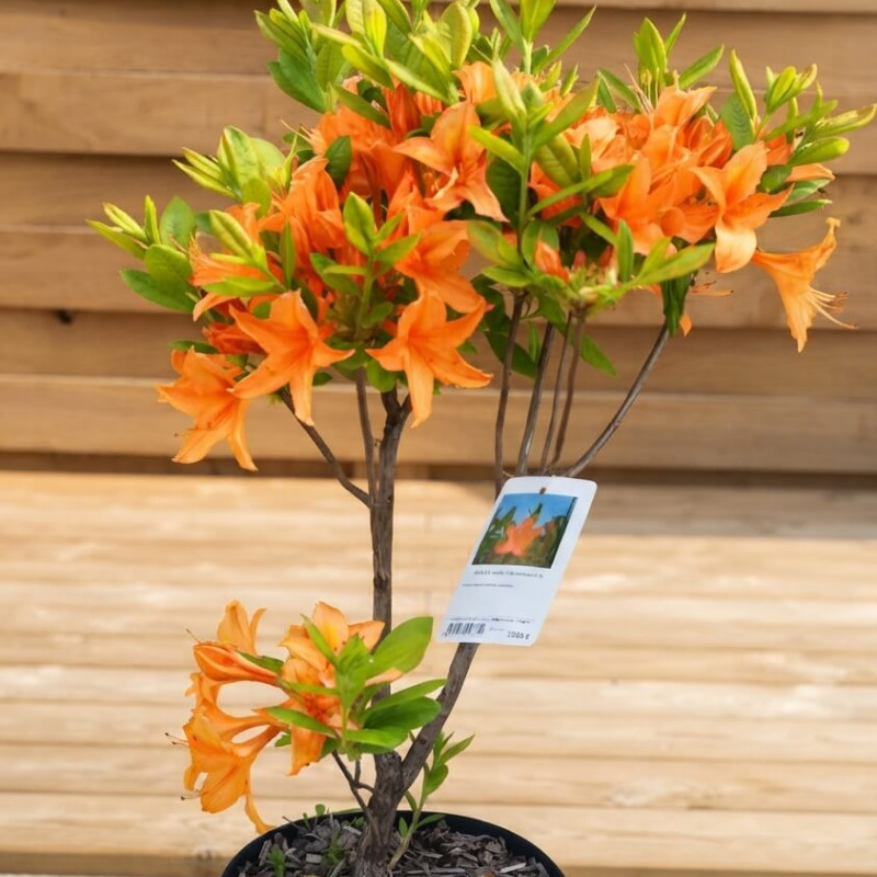 Azalea mollis 'Aurore'