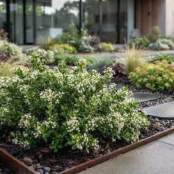 Baccharis magellanica