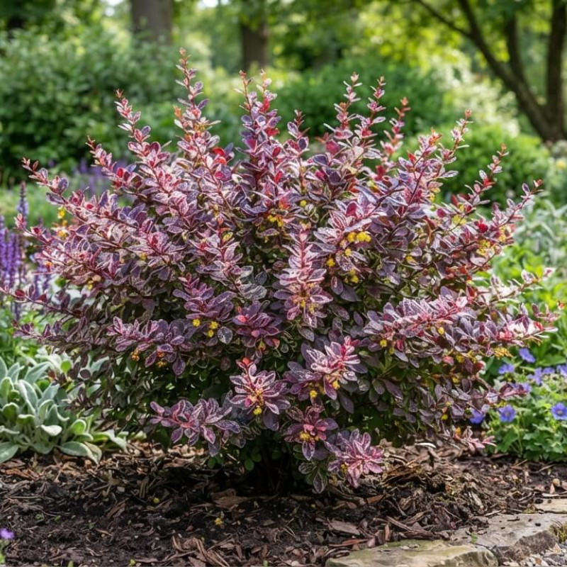 Berberis thunbergii 'Rosy Glow' - Épine Vinette