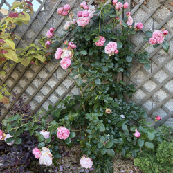 Rosa (grimpant) 'L'Alhambra' ® - Rosier