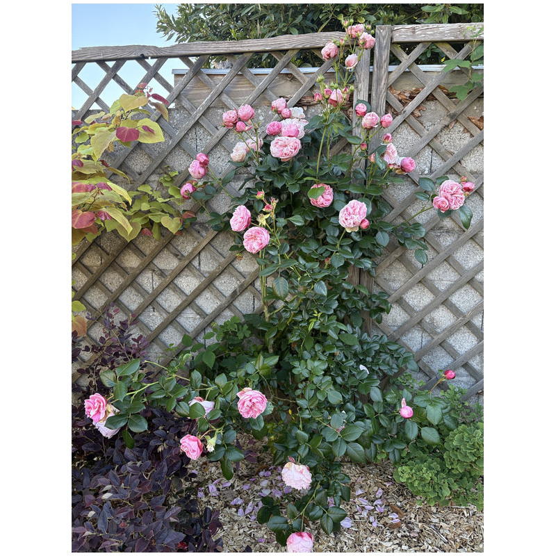Rosa (grimpant) 'L'Alhambra' ® - Rosier