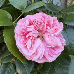 Rosa (grimpant) 'L'Alhambra' ® - Rosier