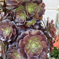 Aeonium arborescens 'Tip top'