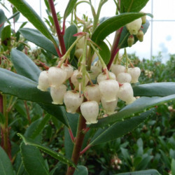 Arbutus unedo ‘Atlantic’