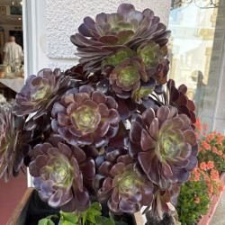 Aeonium arborescens 'Tip top'
