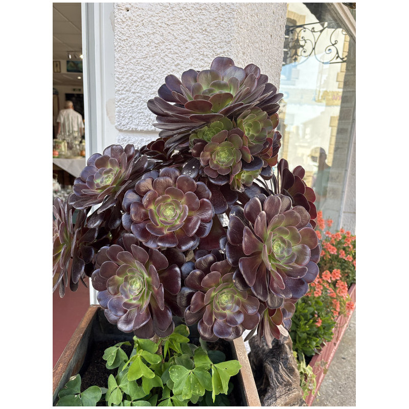 Aeonium arborescens 'Tip top'