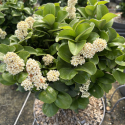 Ligustrum japonicum 'Coriaceum'