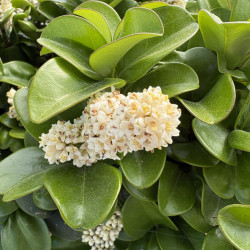 Ligustrum japonicum 'Coriaceum'