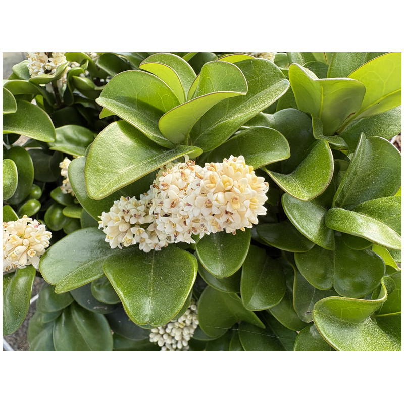 Ligustrum japonicum 'Coriaceum'