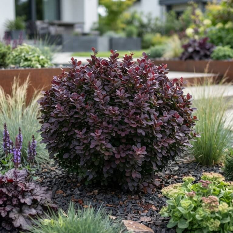 Berberis thunbergii 'Concorde'