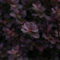 Berberis thunbergii 'Concorde'