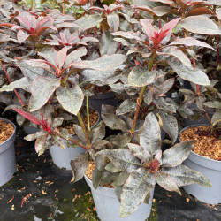 Rhododendron ' Choco & Pink' ®