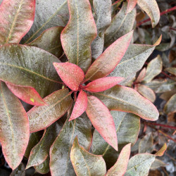 Rhododendron ' Choco & Pink' ®