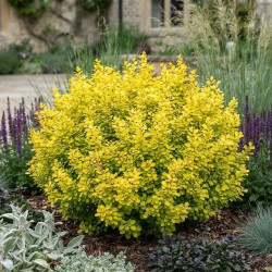 Berberis thunbergii 'Evita' - Épine-vinette