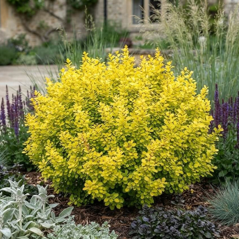 Berberis thunbergii 'Evita' - Épine-vinette