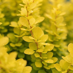 Berberis thunbergii 'Evita' - Épine-vinette